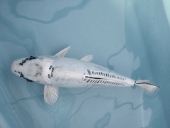 Killikus&reg; Fotographie